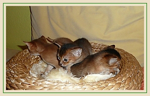 Abessinier Kittens